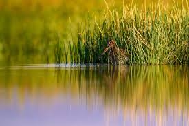 Attēlu rezultāti vaicājumam “Gallinago gallinago nest”