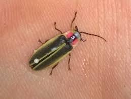 Attēlu rezultāti vaicājumam “Phosphaenus hemipterus male”