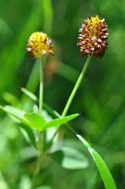 Attēlu rezultāti vaicājumam “Trifolium spadiceum flower”
