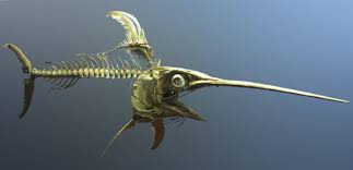 Image result for Xiphias gladius