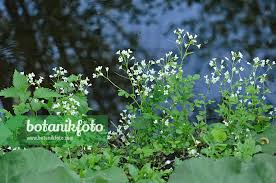 Attēlu rezultāti vaicājumam “Cardamine amara flower”