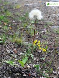 Attēlu rezultāti vaicājumam “Hypochaeris maculata”