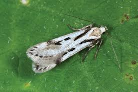 Attēlu rezultāti vaicājumam “Gelechia rhombella”