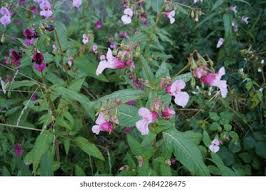 Attēlu rezultāti vaicājumam “Impatiens glandulifera leaf”