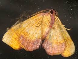 Attēlu rezultāti vaicājumam “Plagodis dolabraria”