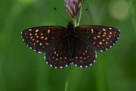 Attēlu rezultāti vaicājumam “Melitaea diamina underside”