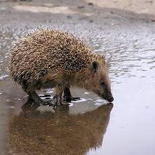 Attēlu rezultāti vaicājumam “Erinaceus roumanicus”