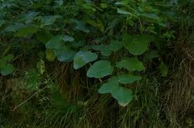 Attēlu rezultāti vaicājumam “Laserpitium latifolium leaf”