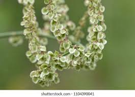 Attēlu rezultāti vaicājumam “Rumex acetosa fruit”