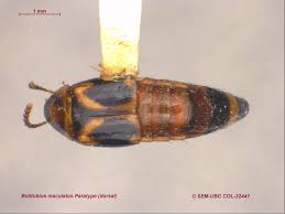 Attēlu rezultāti vaicājumam “Tachyporus sp.”