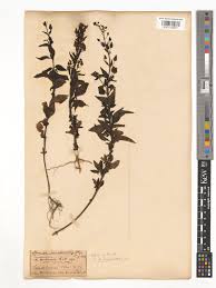 Image result for Alonsoa liniflora