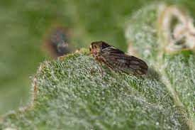 Attēlu rezultāti vaicājumam “Oncopsis sp.”