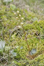 Attēlu rezultāti vaicājumam “Pyrola chlorantha flower”