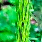 Attēlu rezultāti vaicājumam “Hordelymus europaeus fruit”