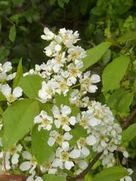 Attēlu rezultāti vaicājumam “Padus avium flower”