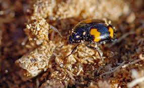 Attēlu rezultāti vaicājumam “Scaphidium quadrimaculatum”