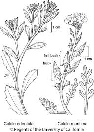Attēlu rezultāti vaicājumam “Cakile maritima subsp. baltica leaf”