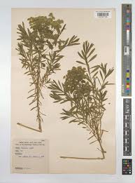 Attēlu rezultāti vaicājumam “Euphorbia virgata leaf”