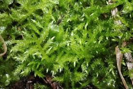 Attēlu rezultāti vaicājumam “Brachythecium albicans sporophyte”