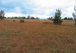 Attēlu rezultāti vaicājumam “Populus x lettland”