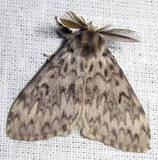 Attēlu rezultāti vaicājumam “Lymantria monacha pupa”