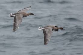 Attēlu rezultāti vaicājumam “Anser brachyrhynchus adult”