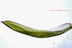 Attēlu rezultāti vaicājumam “Tortella inclinata”
