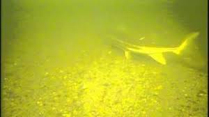 Image result for Acipenser medirostris