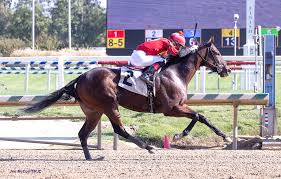 Image result for horse girl gun