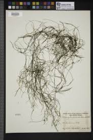 Attēlu rezultāti vaicājumam “Potamogeton trichoides”