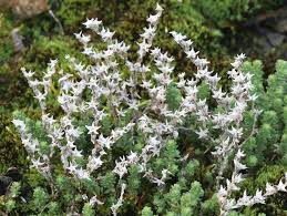 Image result for Sedum acre