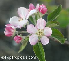 Attēlu rezultāti vaicājumam “Malus domestica flower”