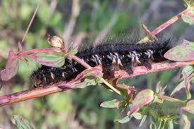 Attēlu rezultāti vaicājumam “Euthrix potatoria imago”