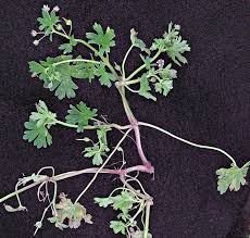Attēlu rezultāti vaicājumam “Geranium pusillum leaf”