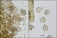 Attēlu rezultāti vaicājumam “Licea testudinacea”