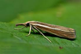 Attēlu rezultāti vaicājumam “Agriphila tristella”