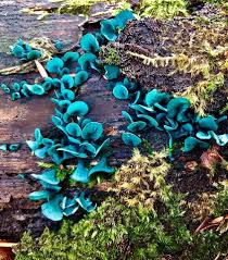 Attēlu rezultāti vaicājumam “Chlorociboria aeruginascens”