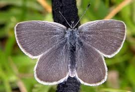 Attēlu rezultāti vaicājumam “Cupido minimus female”