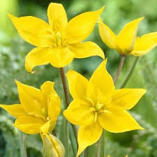 Attēlu rezultāti vaicājumam “Tulipa sylvestris”