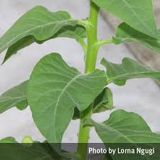 Attēlu rezultāti vaicājumam “Nicotiana tabacum leaf”