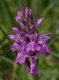 Attēlu rezultāti vaicājumam “Dactylorhiza majalis subsp. baltica”