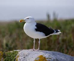Attēlu rezultāti vaicājumam “Larus marinus adult”
