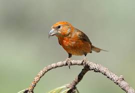 Attēlu rezultāti vaicājumam “Loxia pytyopsittacus male”