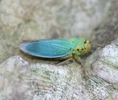 Attēlu rezultāti vaicājumam “Cicadella viridis female”