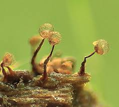 Attēlu rezultāti vaicājumam “Cribraria oregana spores”