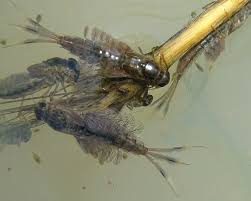 Attēlu rezultāti vaicājumam “Siphlonurus”