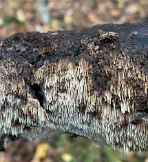 Attēlu rezultāti vaicājumam “Mycoacia fuscoatra”