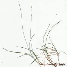 Attēlu rezultāti vaicājumam “Carex disperma”