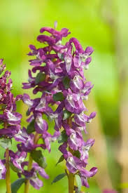 Attēlu rezultāti vaicājumam “Corydalis cava”