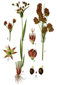 Attēlu rezultāti vaicājumam “Luzula multiflora fruit”